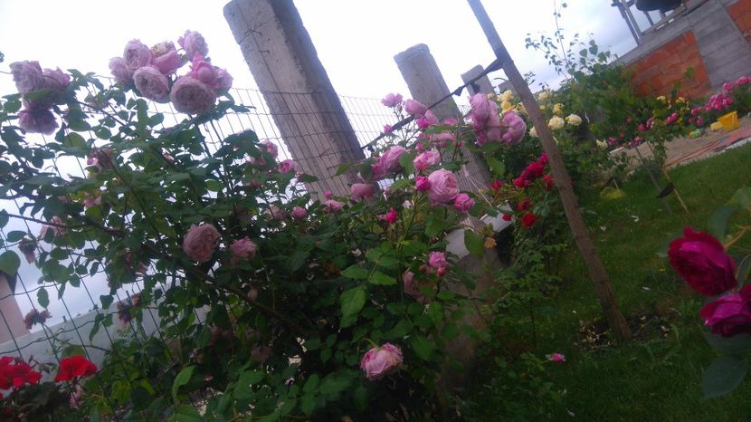 Iunie 2017 - Cum a evoluat gradina mea