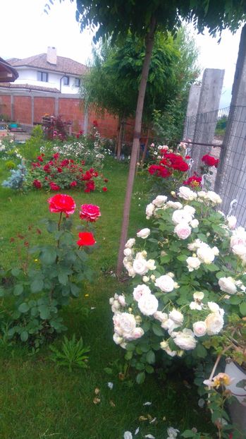  - Gradina iunie 2017