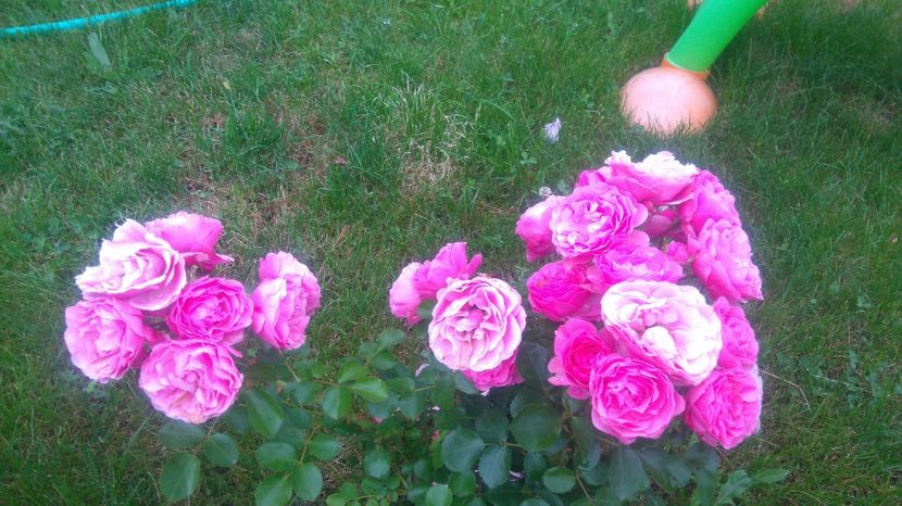  - Gradina iunie 2017