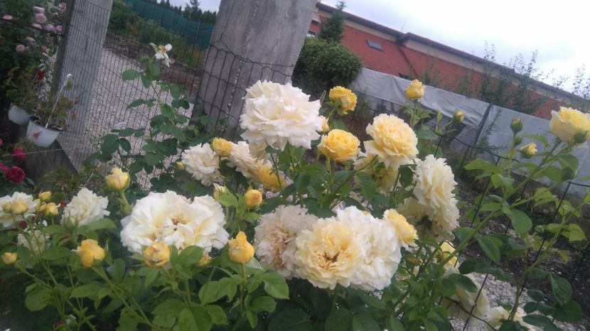 - Gradina iunie 2017