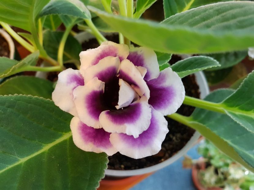 20170609_100628[1] - Flori 2017