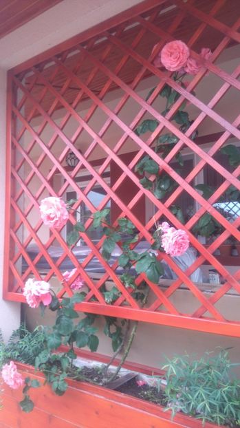  - Gradina iunie 2017