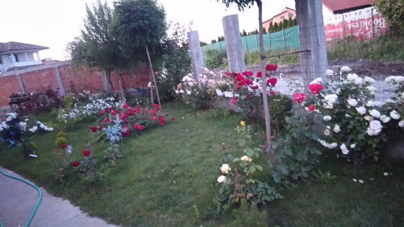  - Gradina iunie 2017
