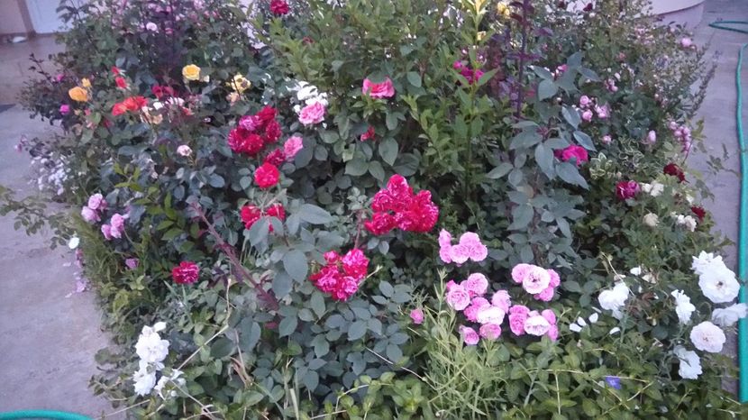  - Gradina iunie 2017