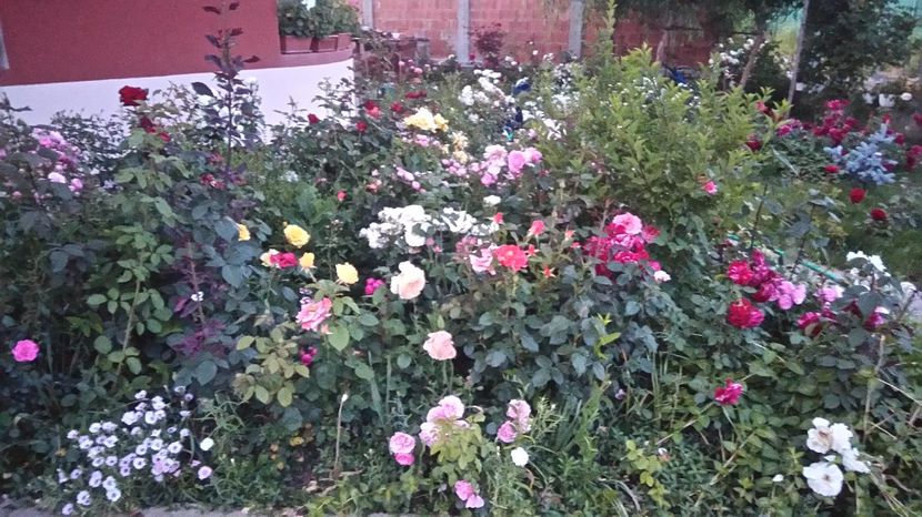  - Gradina iunie 2017