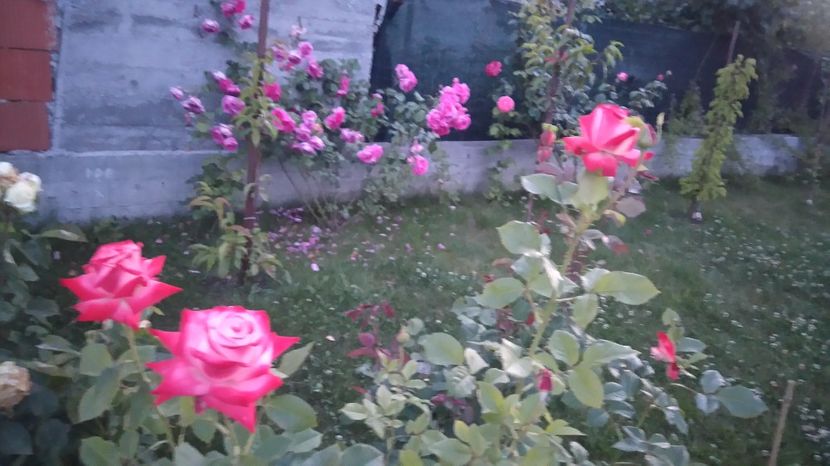  - Gradina iunie 2017