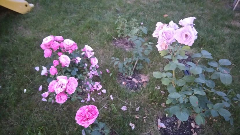  - Gradina iunie 2017