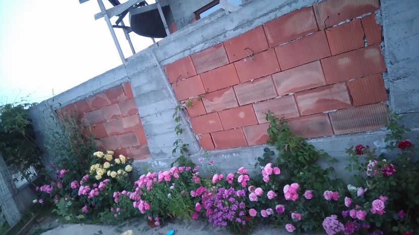  - Gradina iunie 2017