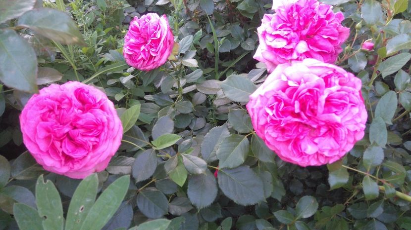  - Gradina iunie 2017