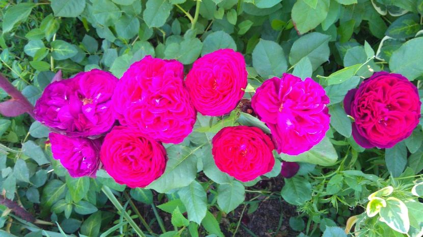  - Gradina iunie 2017