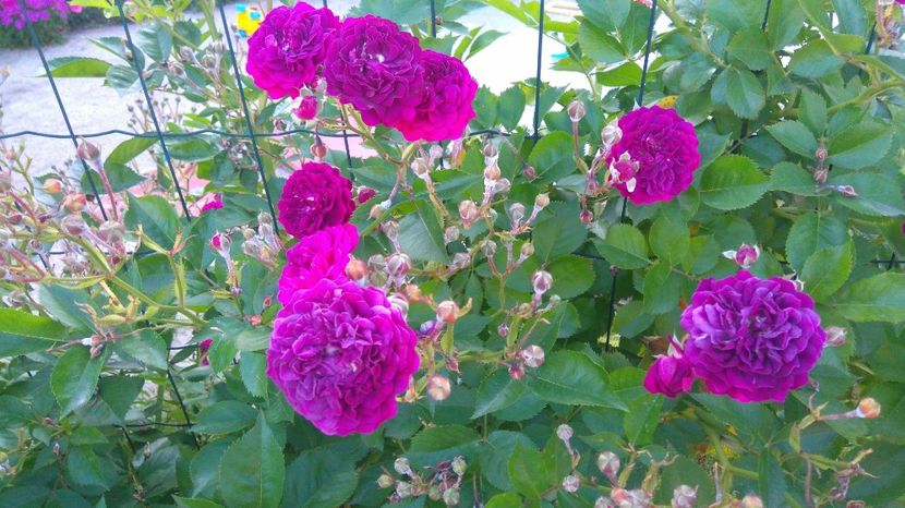  - Gradina iunie 2017