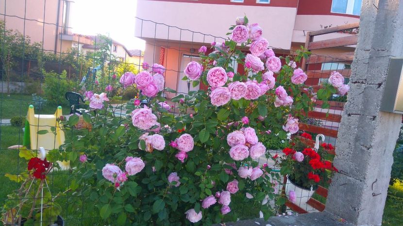  - Gradina iunie 2017