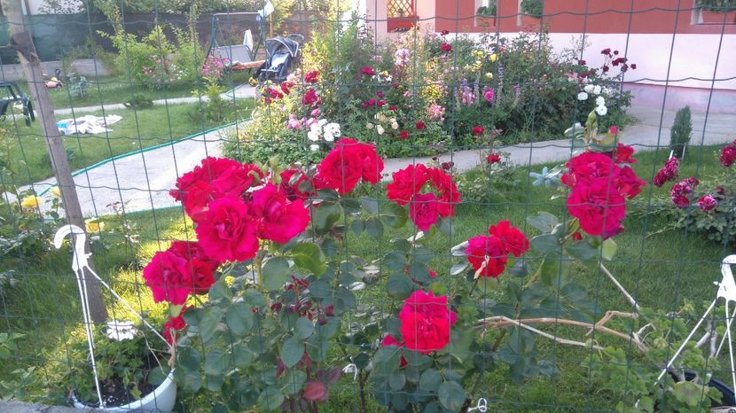  - Gradina iunie 2017