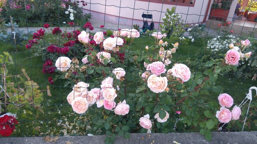  - Gradina iunie 2017