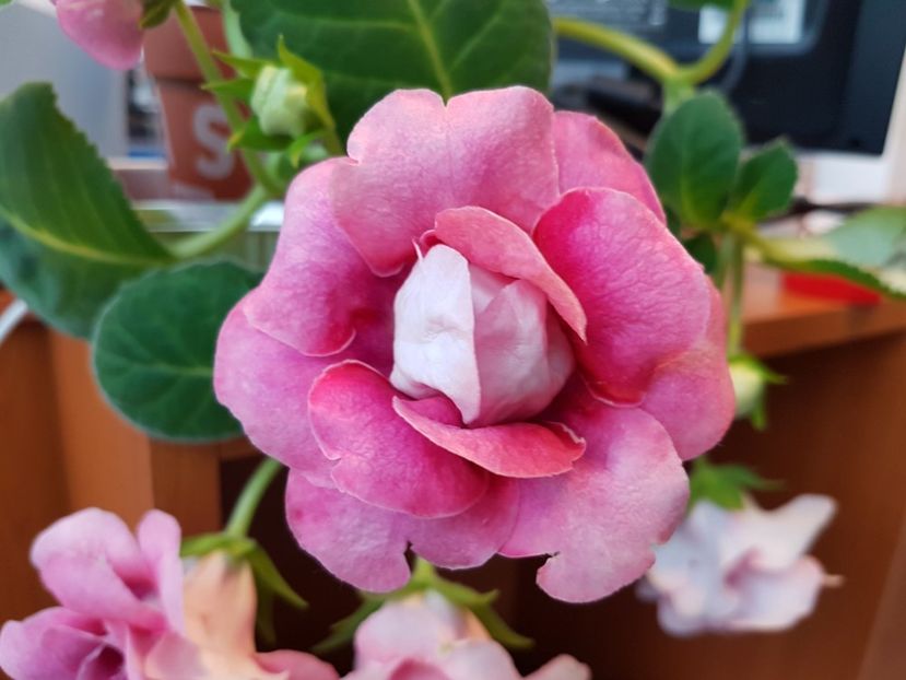 20170609_100516[1] - Flori 2017