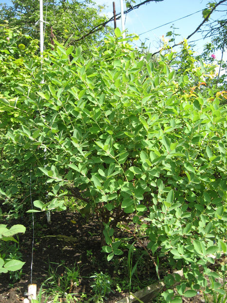 2017- primele fructe care s-au copt. - Lonicera kamtschatica