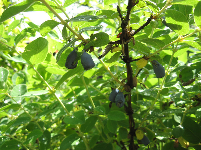 Picture 7817 - Lonicera kamtschatica