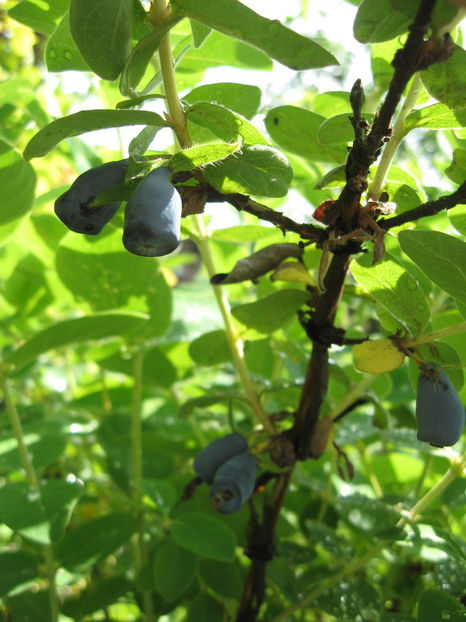 Picture 7819 - Lonicera kamtschatica