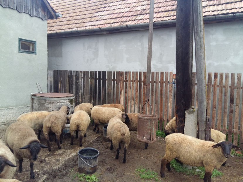 20170609_091334[1] - mielute Suffolk 2017