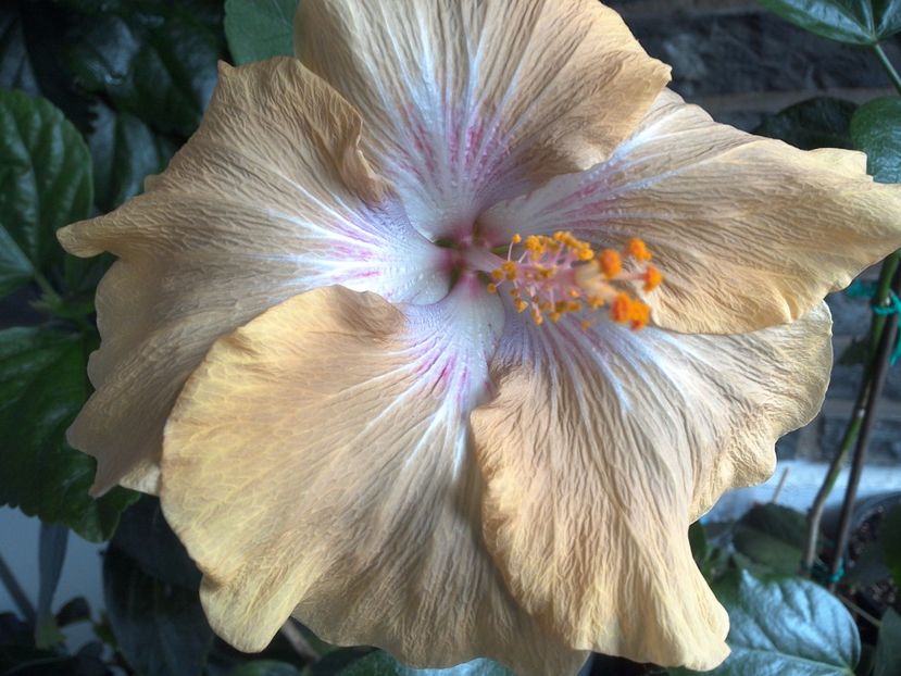 WIN_20170609_094752 - Moorea Mangy