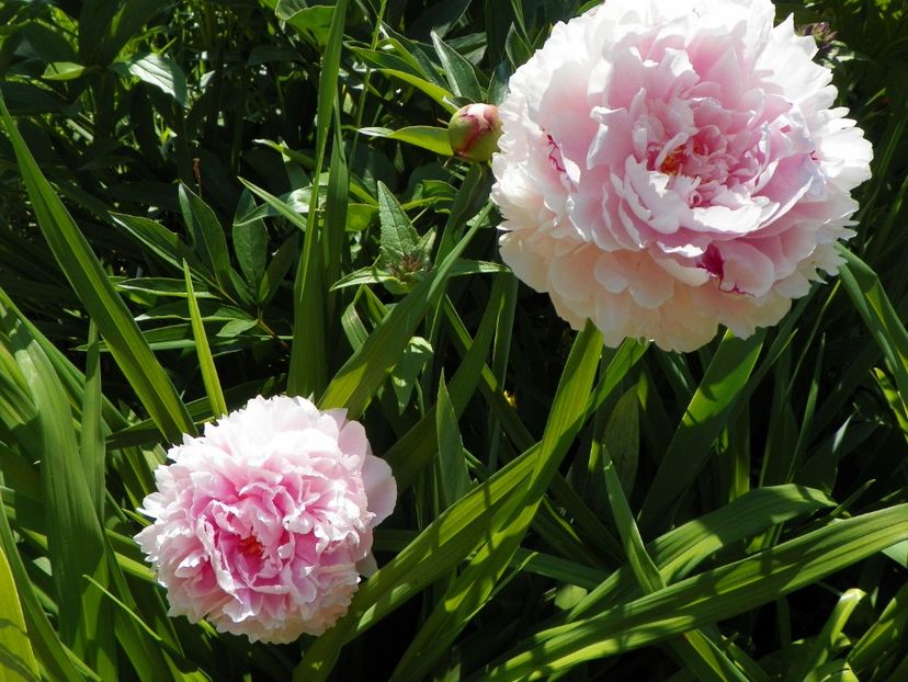 Sarah Bernhardt - Bujori 2017