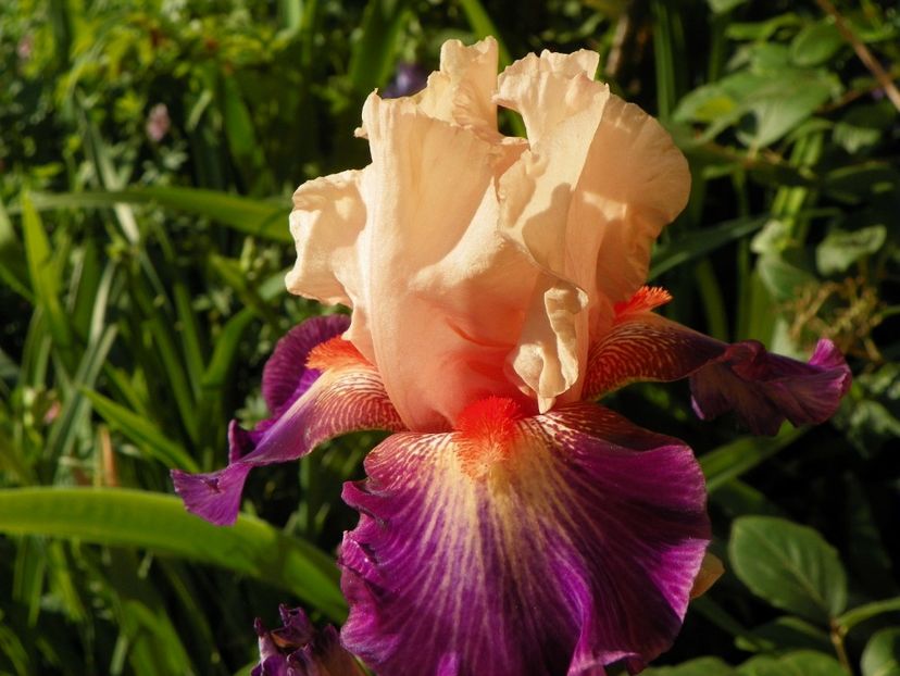 Chevalier de Malte - Irisi 2017