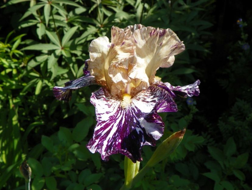 Gnus Flash - Irisi 2017