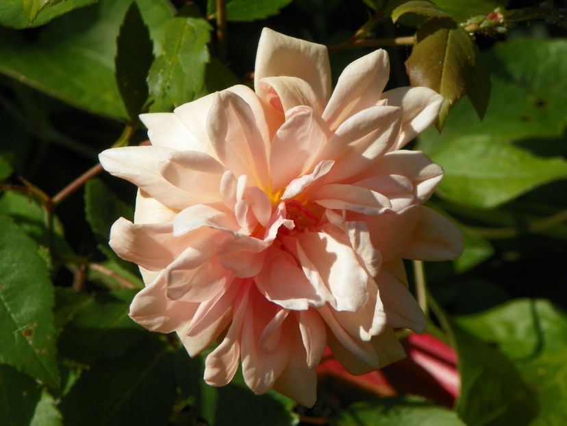 Pearl d'Or - Trandafiri 2017-1
