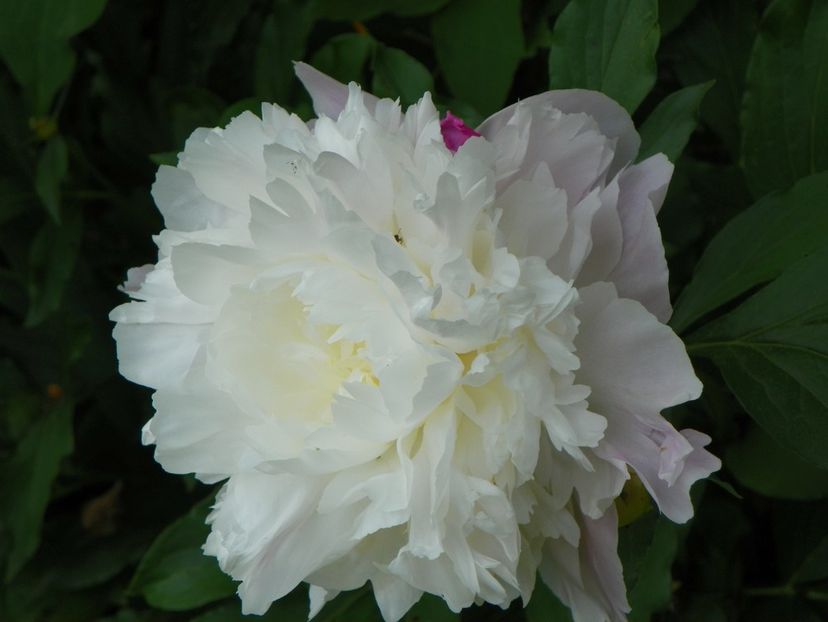 Noemie Demay - Bujori 2017