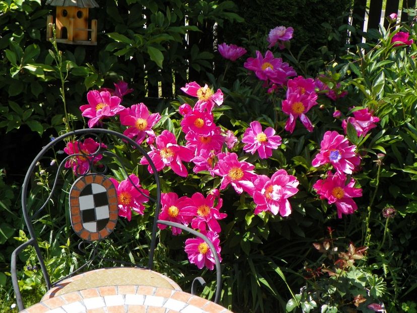 Dancing Butterfly - Bujori 2017