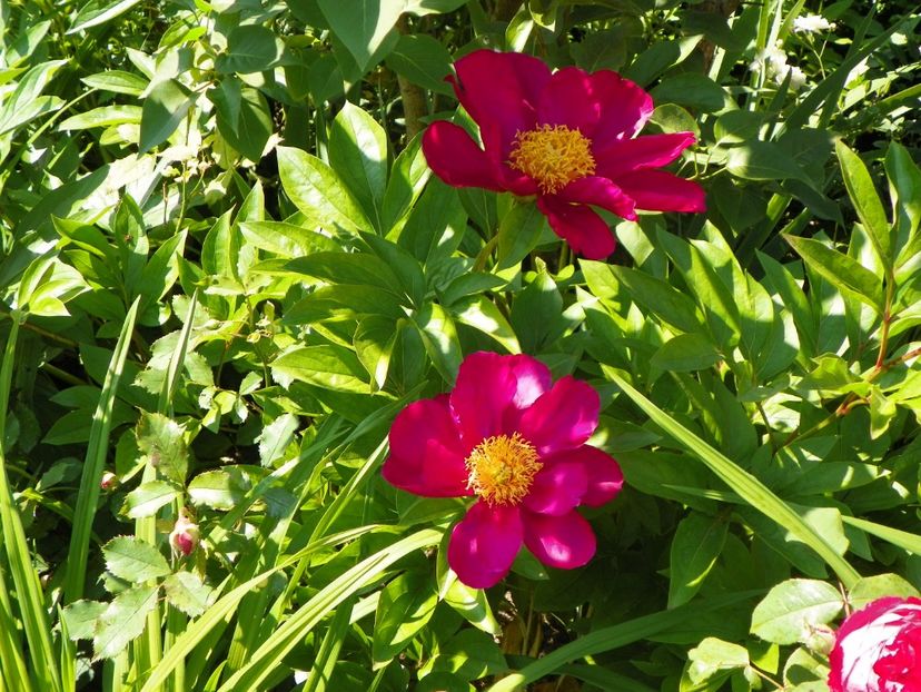 Kojiki? - Bujori 2017