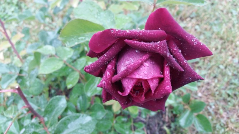 1497000483151-522254217 - The Prince