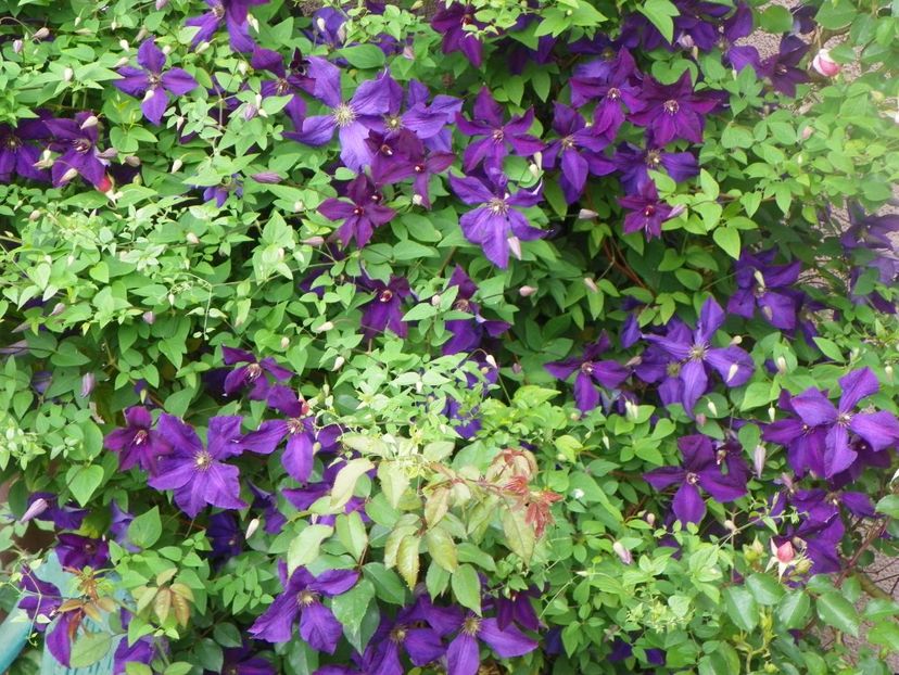 Polish Spirit - Clematite 2017