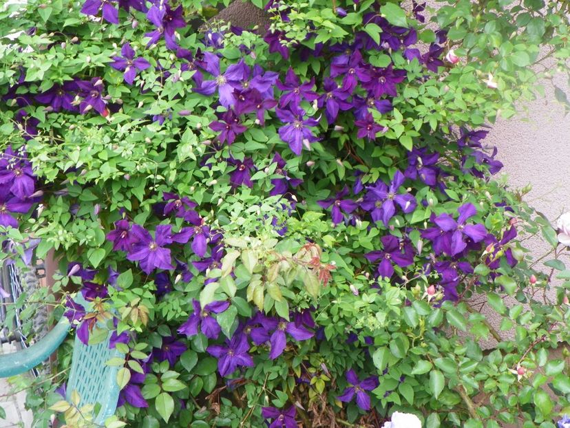 Polish Spirit - Clematite 2017