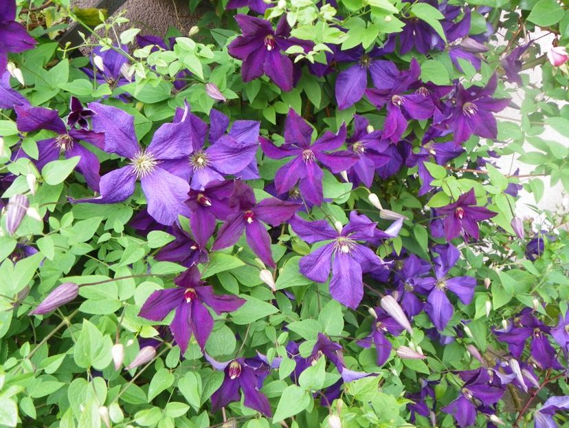 Polish Spirit - Clematite 2017