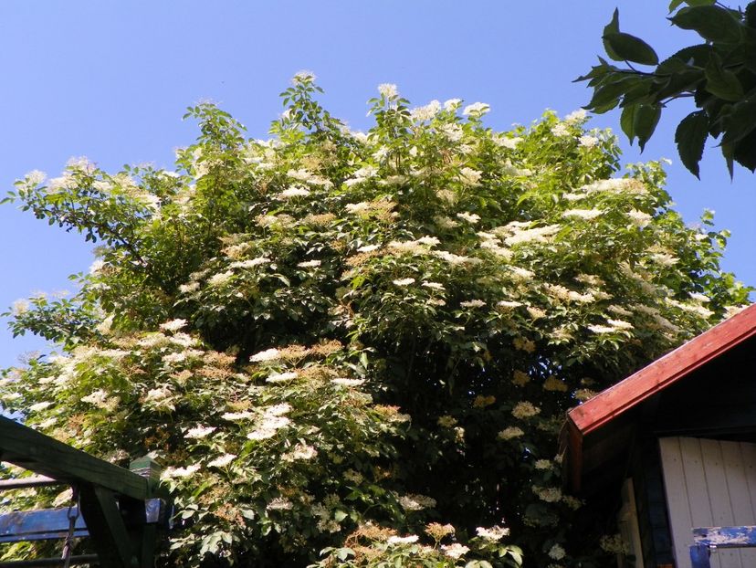 sambucus nigra - Copacei si arbusti 2017
