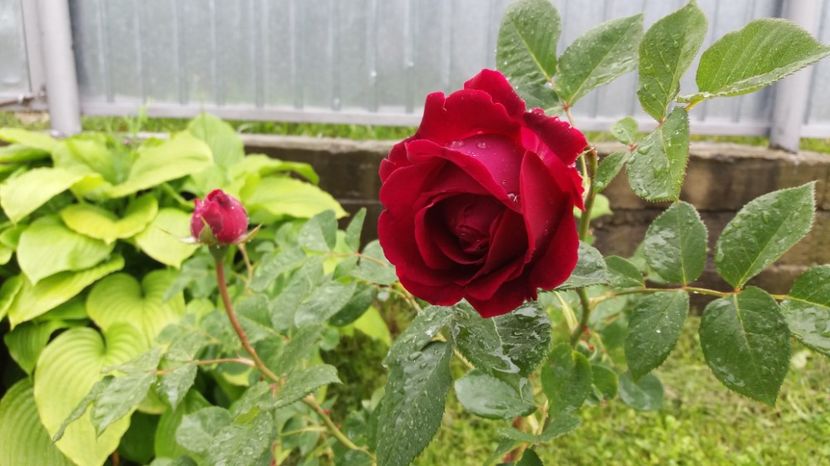 1497000618306-1547448221 - Falstaff