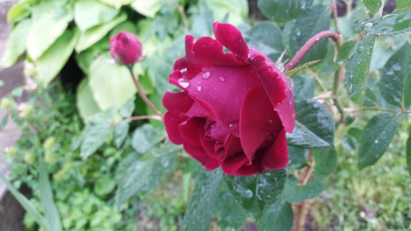 1497000649438-335761110 - Falstaff