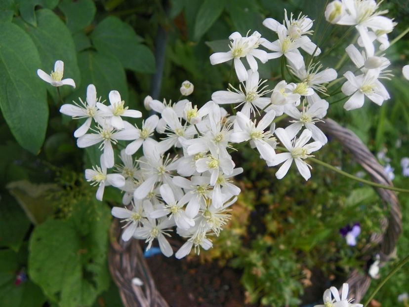 recta Purpurea - Clematite 2017