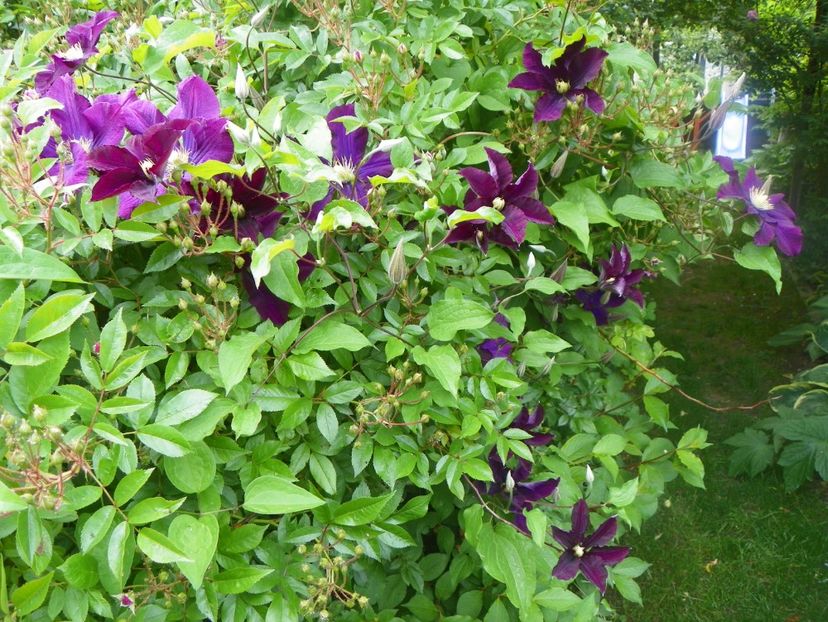 Warszawska Nike - Clematite 2017
