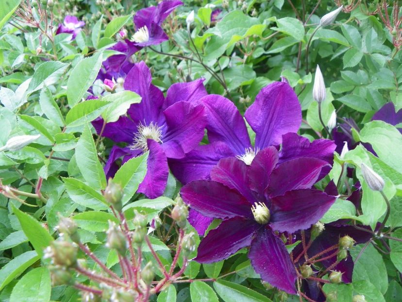 Warszawska Nike - Clematite 2017