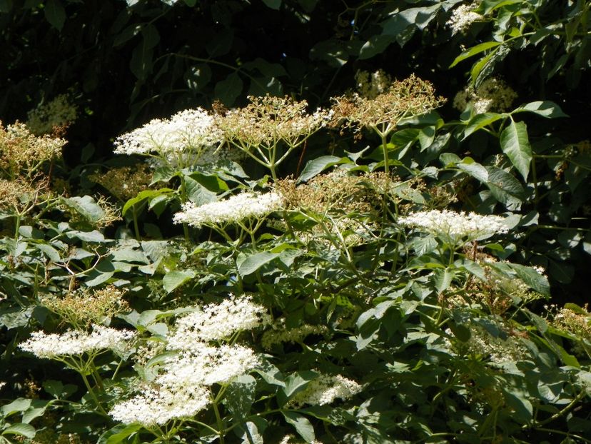 sambucus nigra - Copacei si arbusti 2017