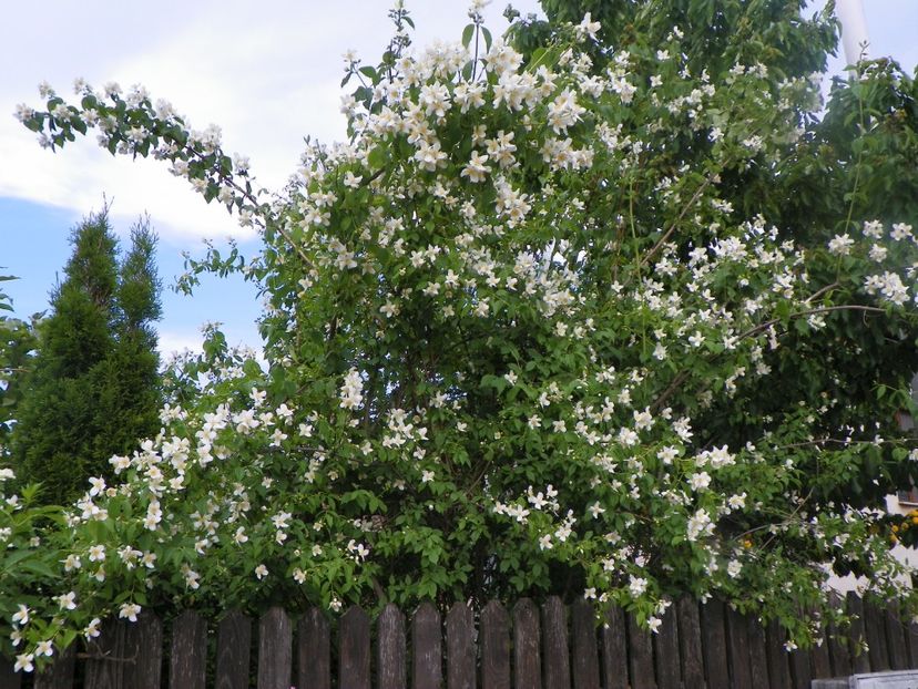 philadelphus inodorus - Copacei si arbusti 2017