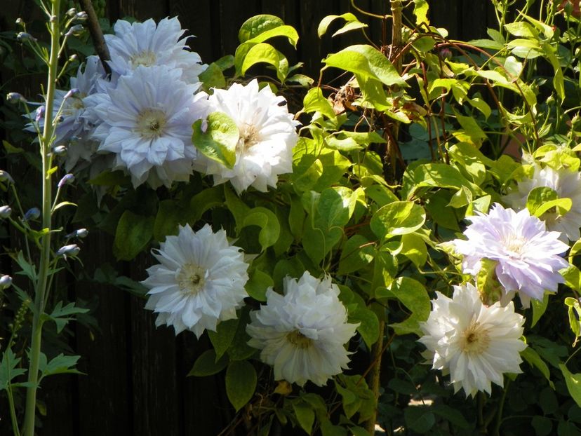 Belle of Woking - Clematite 2017