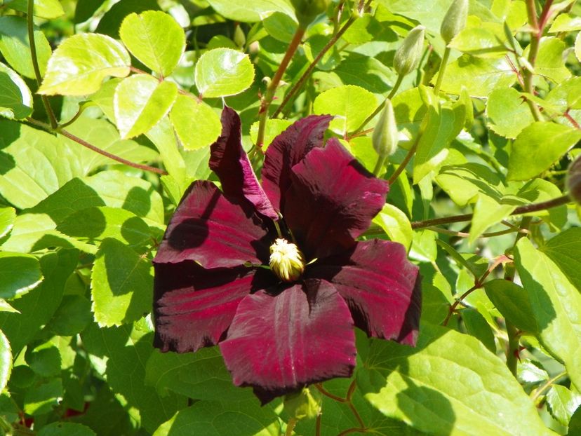 Niobe - Clematite 2017