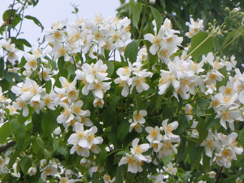 philadelphus inodorus - Copacei si arbusti 2017