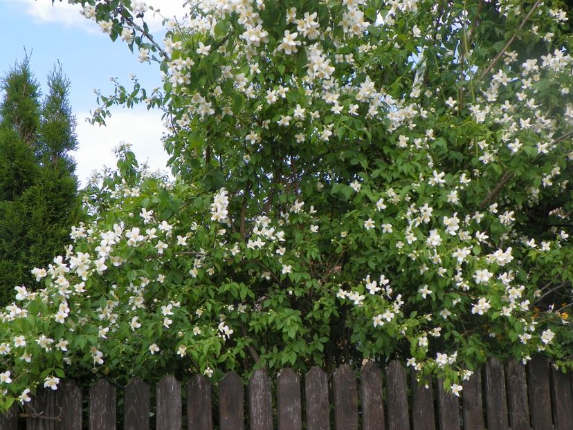 philadelphus inodorus - Copacei si arbusti 2017