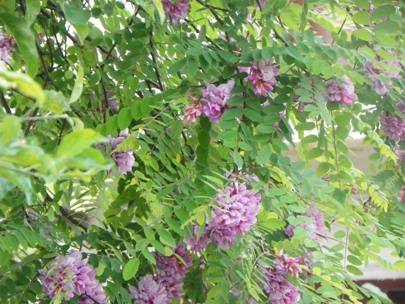 robinia hispida - Copacei si arbusti 2017