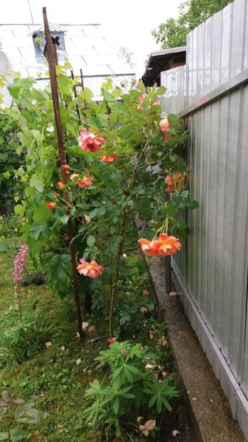 1497001232035-1291874884 - Westerland