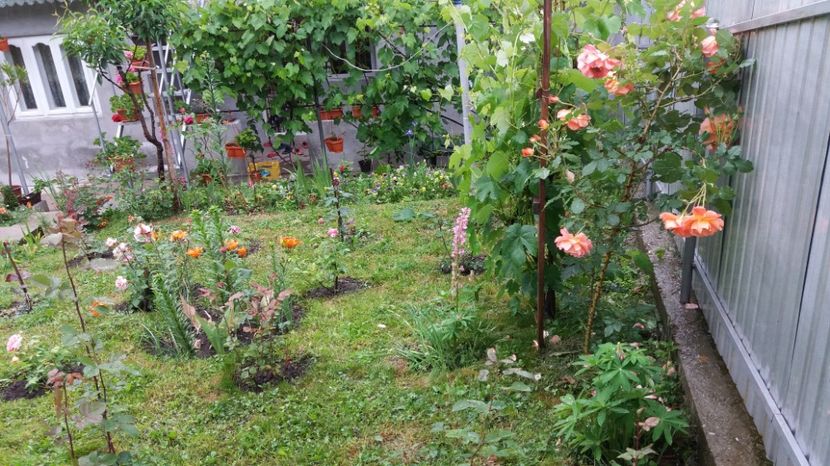  - 000000000000001   GRADINA MEA